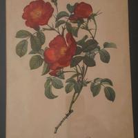 antiche stampe arte botanica in cornici