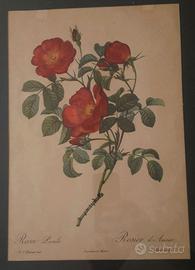 antiche stampe arte botanica in cornici