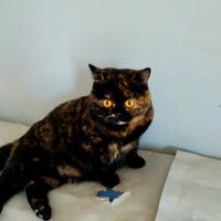 British Shorthair in foto di 4,. 5 e 6 mesi