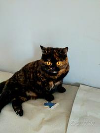 British Shorthair in foto di 4,. 5 e 6 mesi