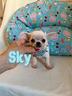chihuahua-maschio-con-pedigree-enci