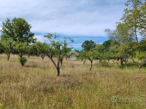 TER. AGRICOLO A CISTERNINO