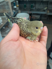 Cocoriti allevati a mano e selvaggi