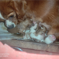 Cuccioli di cavalier King bianco arancio e red