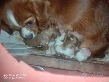 Cuccioli di cavalier King bianco arancio e red