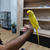 Parrocchetto del colare