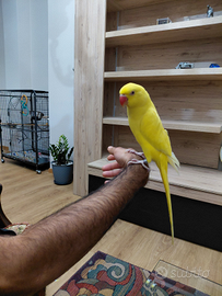 Parrocchetto del colare