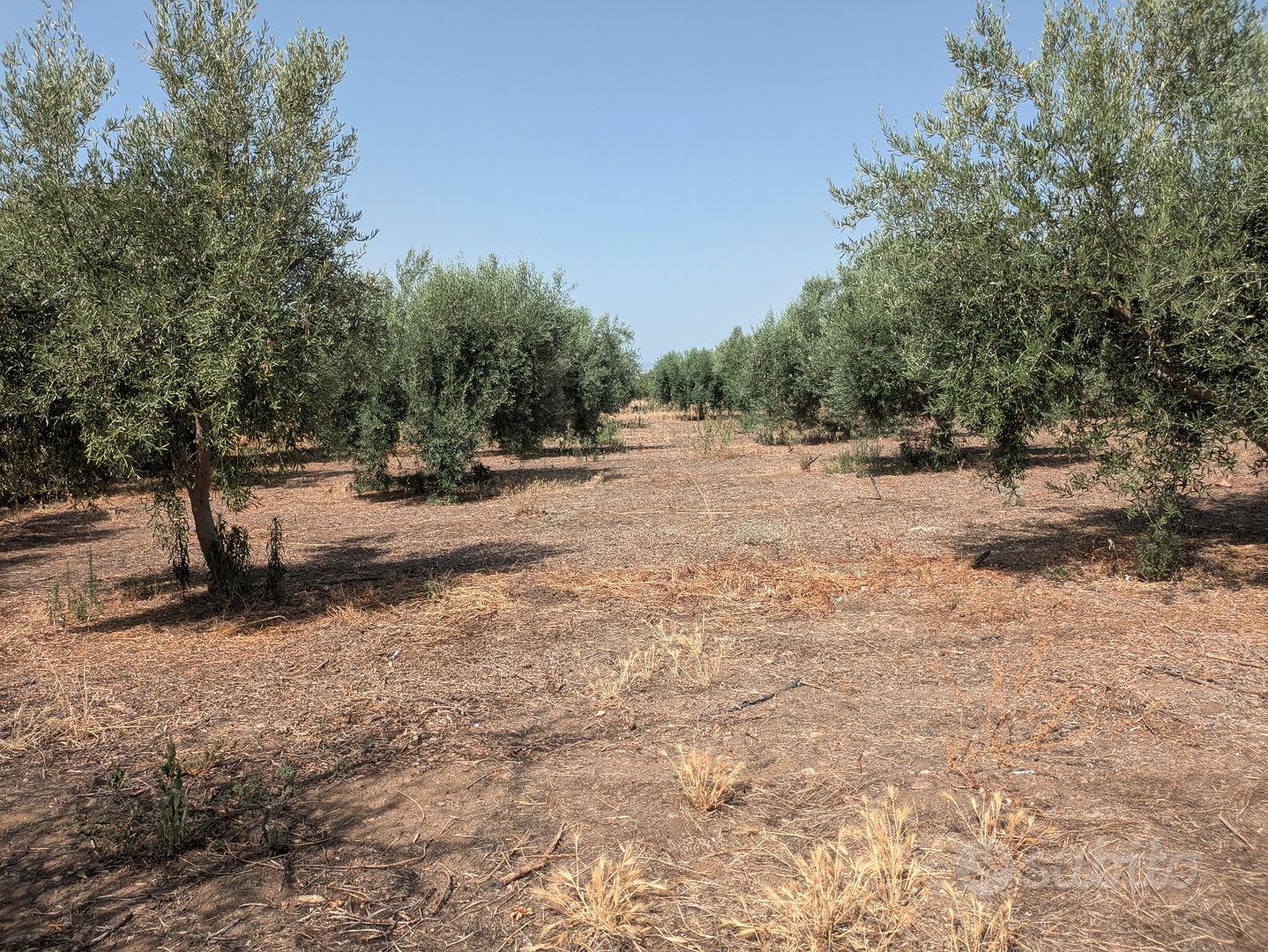 Terreno agricolo mq 7500 Belpasso rif 05 - Vista 5