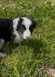 Cucciolo di border collie