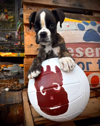 Cucciolo Boxer Maschio