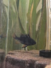 Ramirezi Black maschio