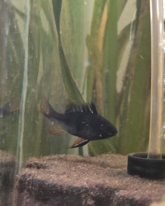 Ramirezi Black maschio