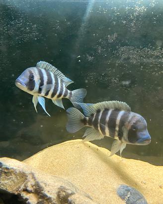 Ciclo de frontosa kigoma femmina