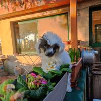 Barboncino mini mini Toy (teacup)