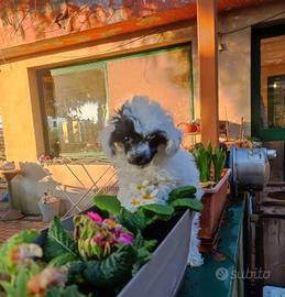 Barboncino mini mini Toy (teacup)