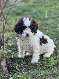 Lagotto romagnolo