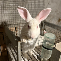 Si vendono conigli di tutte le categorie