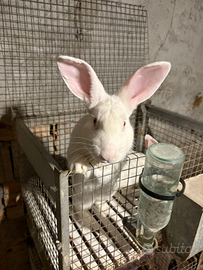 Si vendono conigli di tutte le categorie
