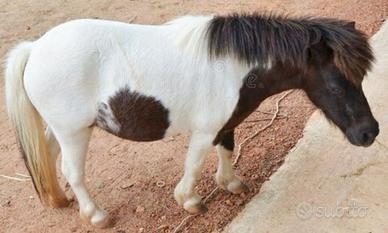 C. E. R. C. O. Pony maschio bianco- nero