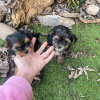 Yorkshire Terrier cuccioli