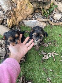Yorkshire Terrier cuccioli