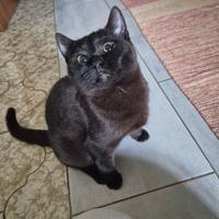 Cuccioli di Scottish Stright