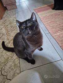 Cuccioli di Scottish Stright