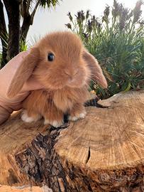 Cuccioli ariete nano con pedigree