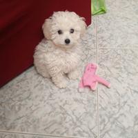 Cucciolo di barboncino Toy maschio