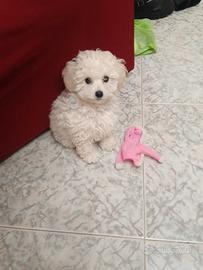 Cucciolo di barboncino Toy maschio