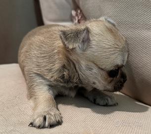 Cucciola Chihuahua pelo corto beige