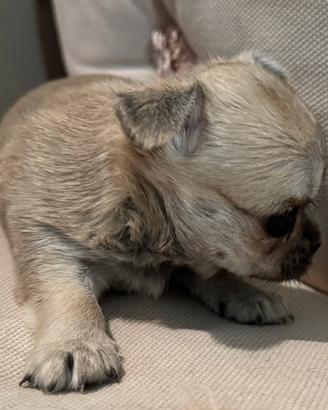 Cucciola Chihuahua pelo corto beige