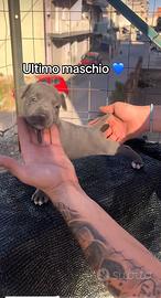 Cucciolo di pitbull