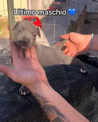 Cucciolo di pitbull