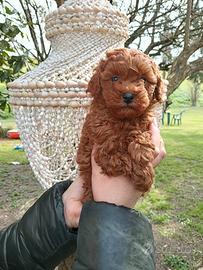 Barboncini toy fulvi cuccioli