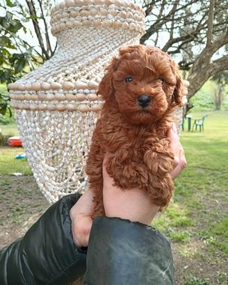 Barboncini toy fulvi cuccioli
