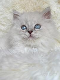 gattino persiano Brithish long hair occhi azzurri