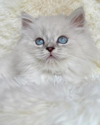 gattino persiano Brithish long hair occhi azzurri