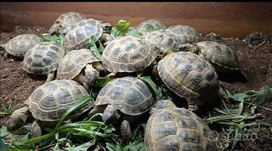 TARTARUGHE DI TERRA TESTUDO HORSFIELDI Cm 12