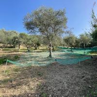 Terreno Agricolo Maierà [234VRG]