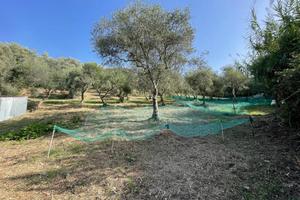 Terreno Agricolo Maierà [234VRG]