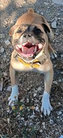 Staffordshai bull terrier