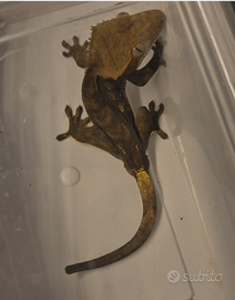 Geco ciliatus Maschio