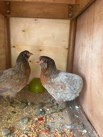 Gallina Auracana Uova Verde, blu  o azzurro