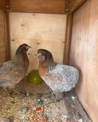 Gallina Auracana Uova Verde, blu  o azzurro