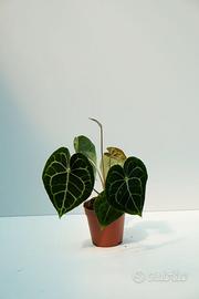Anthurium clarinervium — foglie vellutate nervate