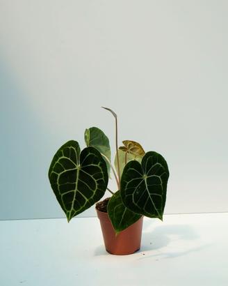 Anthurium clarinervium — foglie vellutate nervate