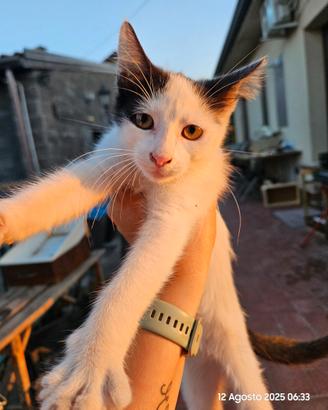 Gattini