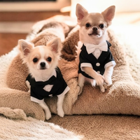 Chihuahua Disponibili per Monta