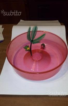 Vaschetta per piccole tartarughe